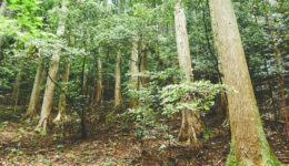 salsa-1440x900-2023-06